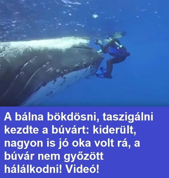 buvar